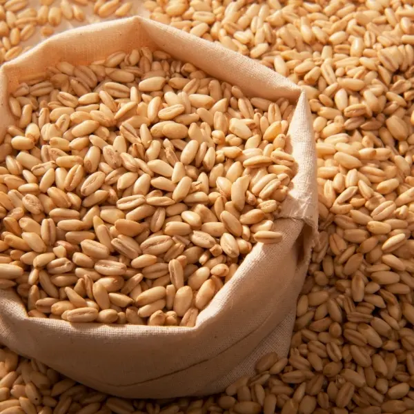 Gülda Pulses - Mersin